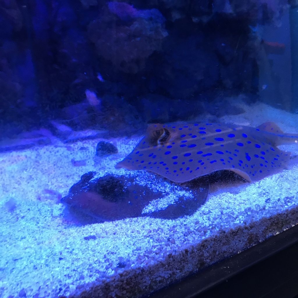 リーフスティングレイ飼育記録 リーフスティングレイのblog