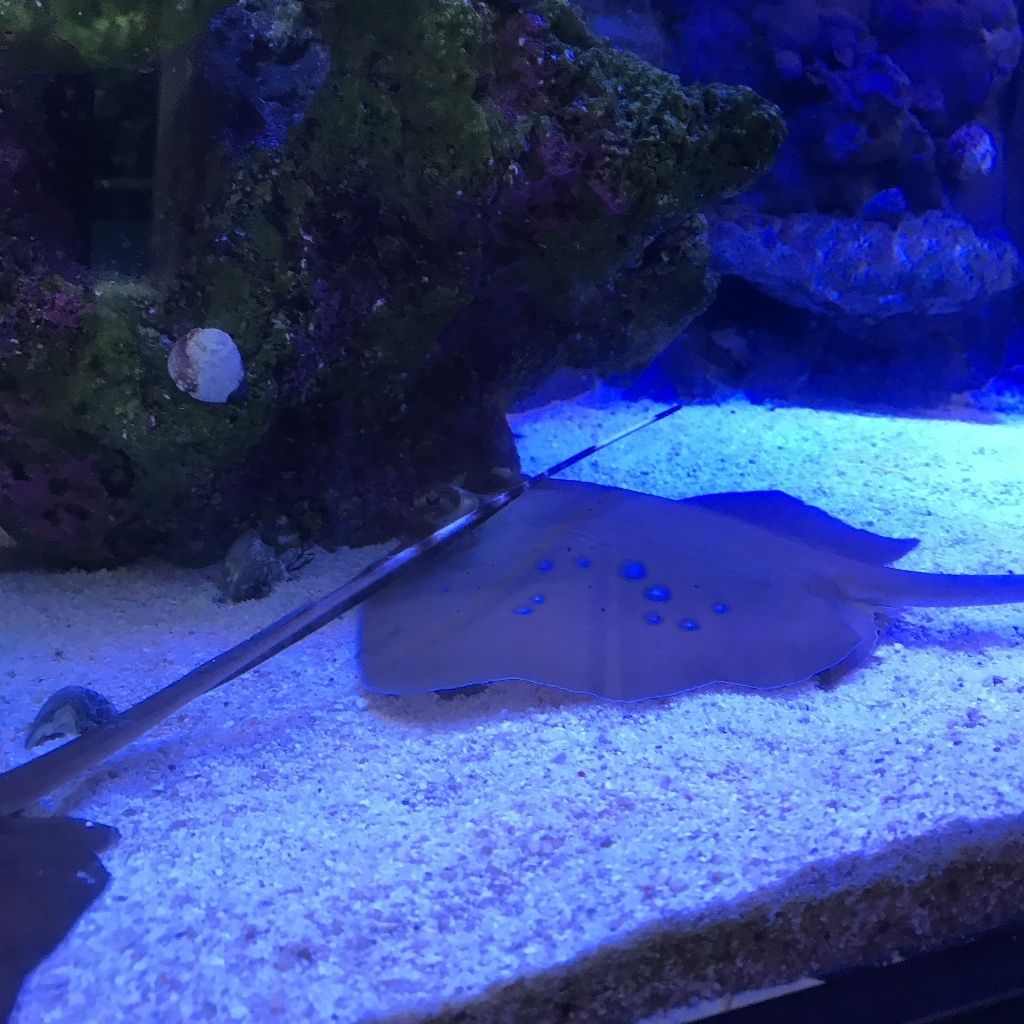 リーフスティングレイ飼育記録 リーフスティングレイのblog