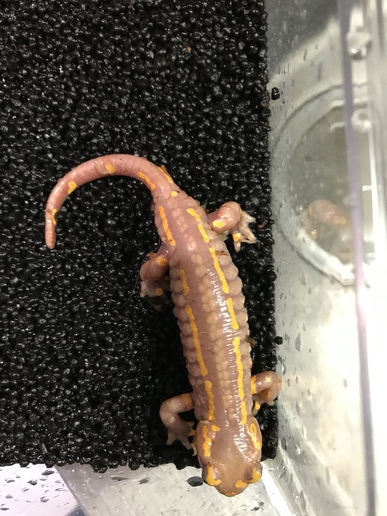 アルビノフランスファイアサラマンダー リーフスティングレイのblog