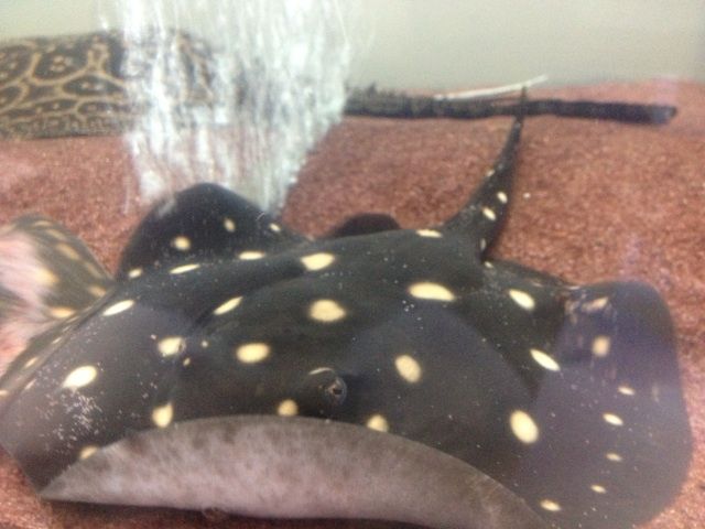 今日の淡水エイ リーフスティングレイのblog 今日の淡水エイ リーフスティングレイのblog