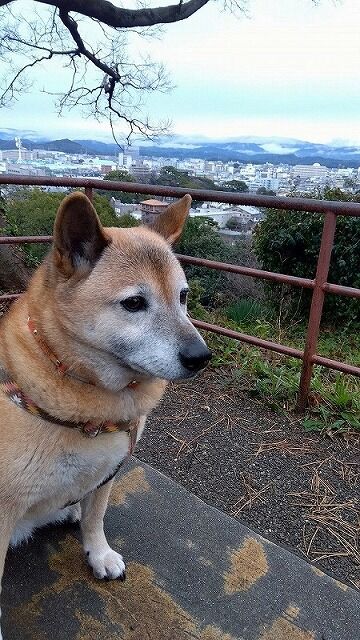 IMG_2024-02-04-07-37-26-341