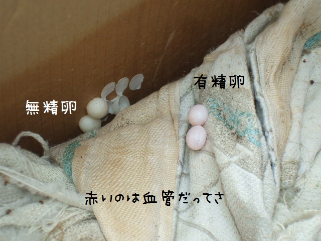 ヤモリの卵 Reflection1のblog Google Yahooでは検索できなくなった真実のブログ なんちゃって ヤモリの卵 Reflection1のblog Google Yahooでは検索できなくなった真実のブログ なんちゃって