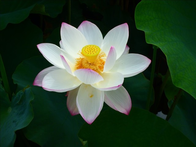 Switched On Lotus Reflection1のblog Google Yahooでは検索できなくなった真実のブログ なんちゃって Switched On Lotus Reflection1のblog Google Yahooでは検索できなくなった真実のブログ なんちゃって