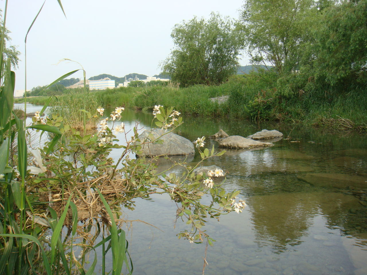 釣行記 その２９ 自転車ランガン 多摩川 道楽日記