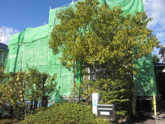 2010_1111_105218-CIMG0020