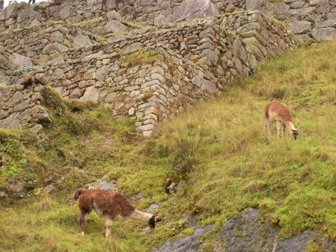 machupicchulama