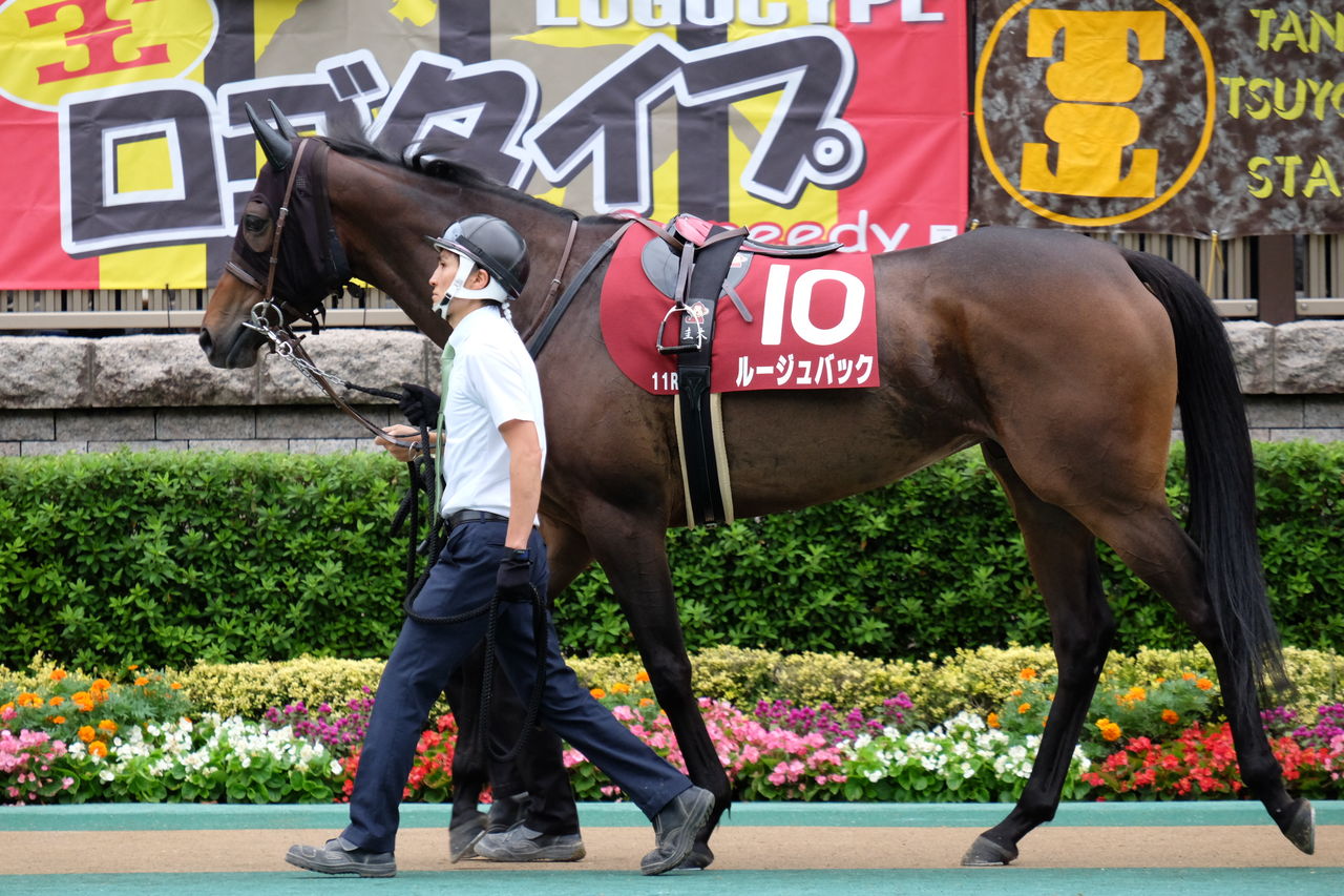 毎日王冠 ルージュバック写真を中心に ずんだもちスペキチの一口馬主ブログ