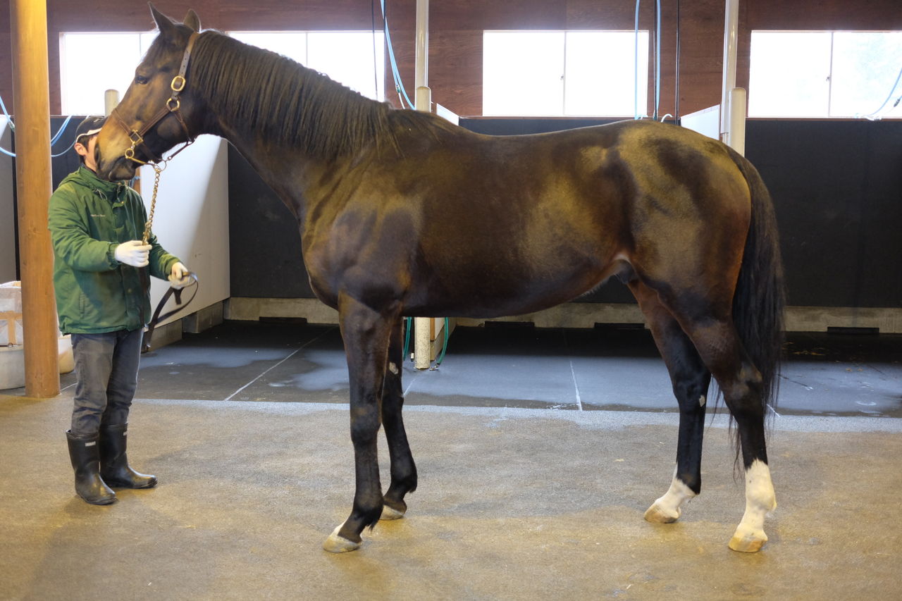 ずんだもちスペキチの一口馬主ブログ NF早来見学 エトランドル コメント