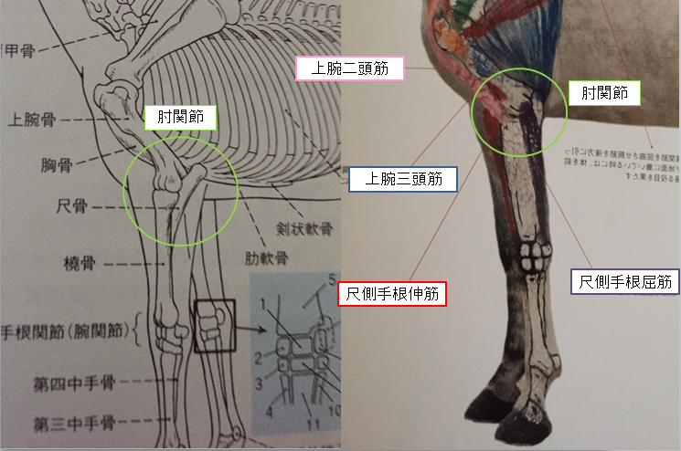 グラツィオーソの走り方 ずんだもちスペキチの一口馬主ブログ