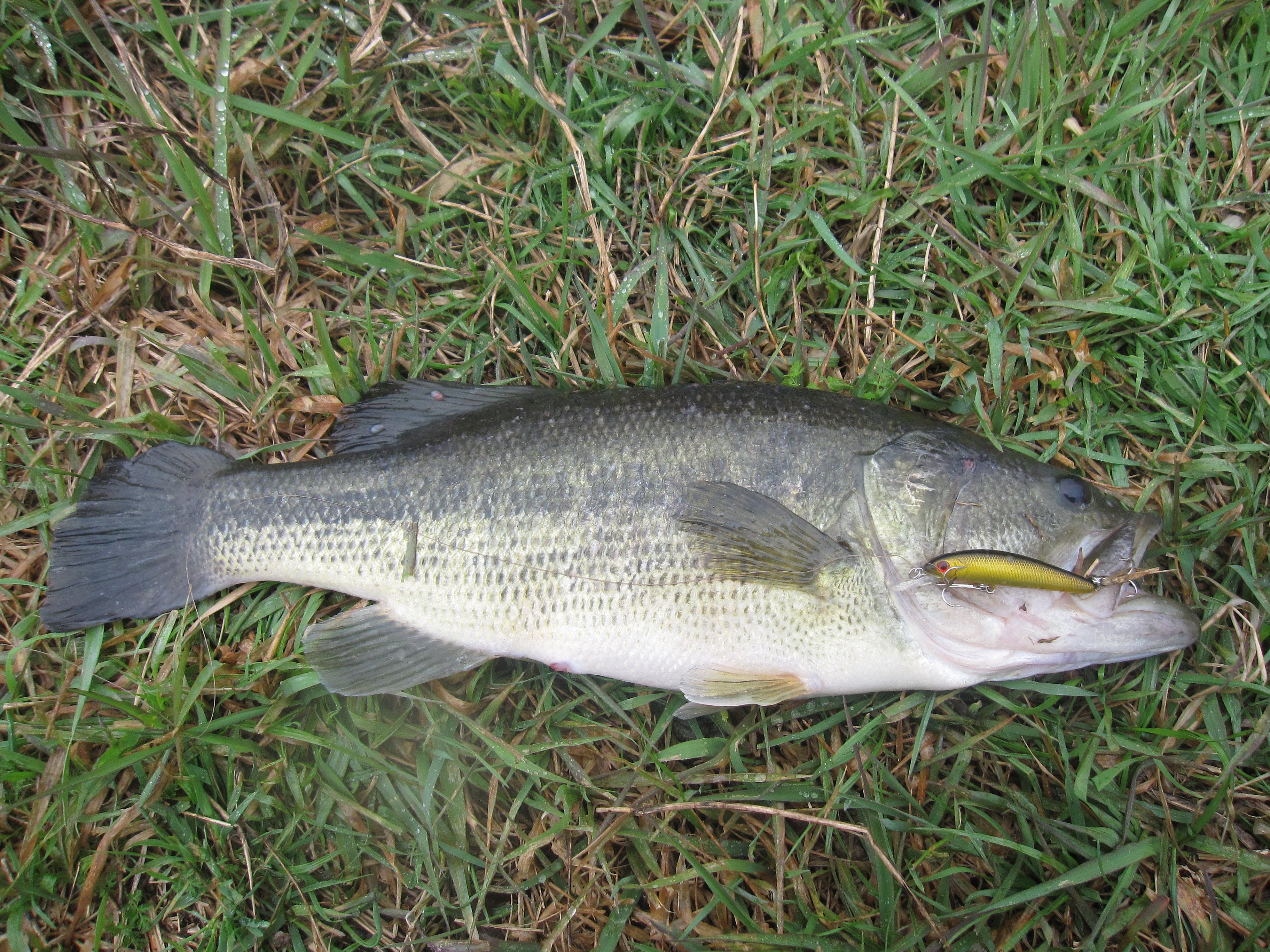 太田川 戸坂水門周辺 れいのブログ