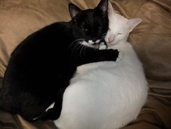 ねこ