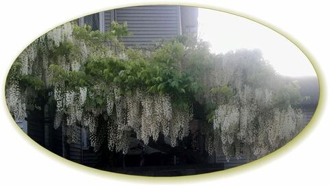 藤の花 もみじのマミーのブログ 藤の花 もみじのマミーのブログ