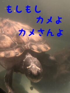 phonto (4)