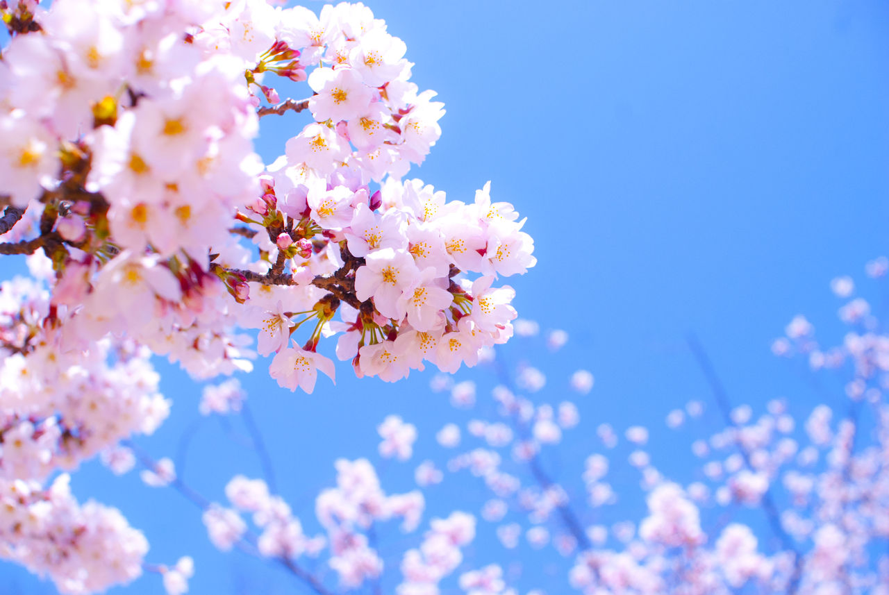 注目 お花見の前に桜の花言葉を知ってみよう れいぴっぴのブログ