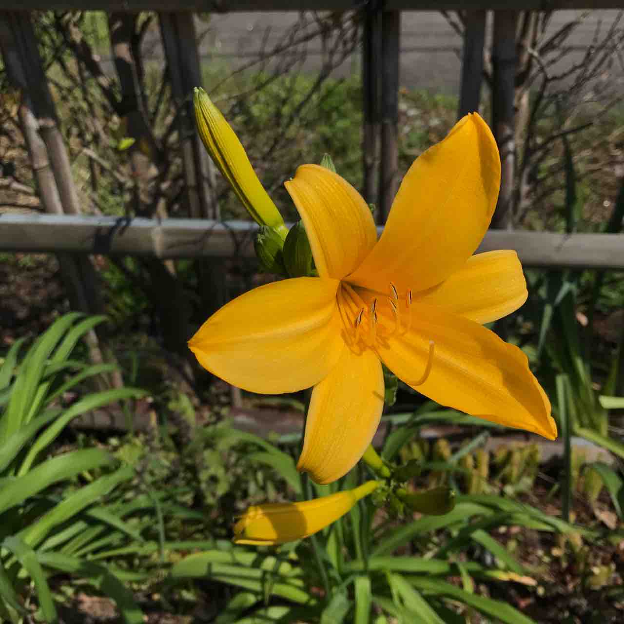 カンゾウが咲き始めた 佐渡移住暮らし あれこれ
