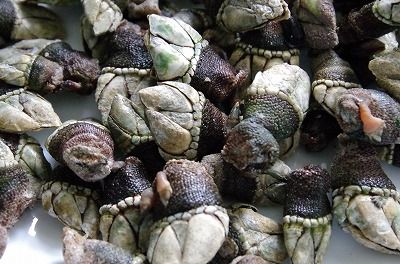 珍味 亀の手 佐渡移住暮らし あれこれ 珍味 亀の手 佐渡移住暮らし あれこれ