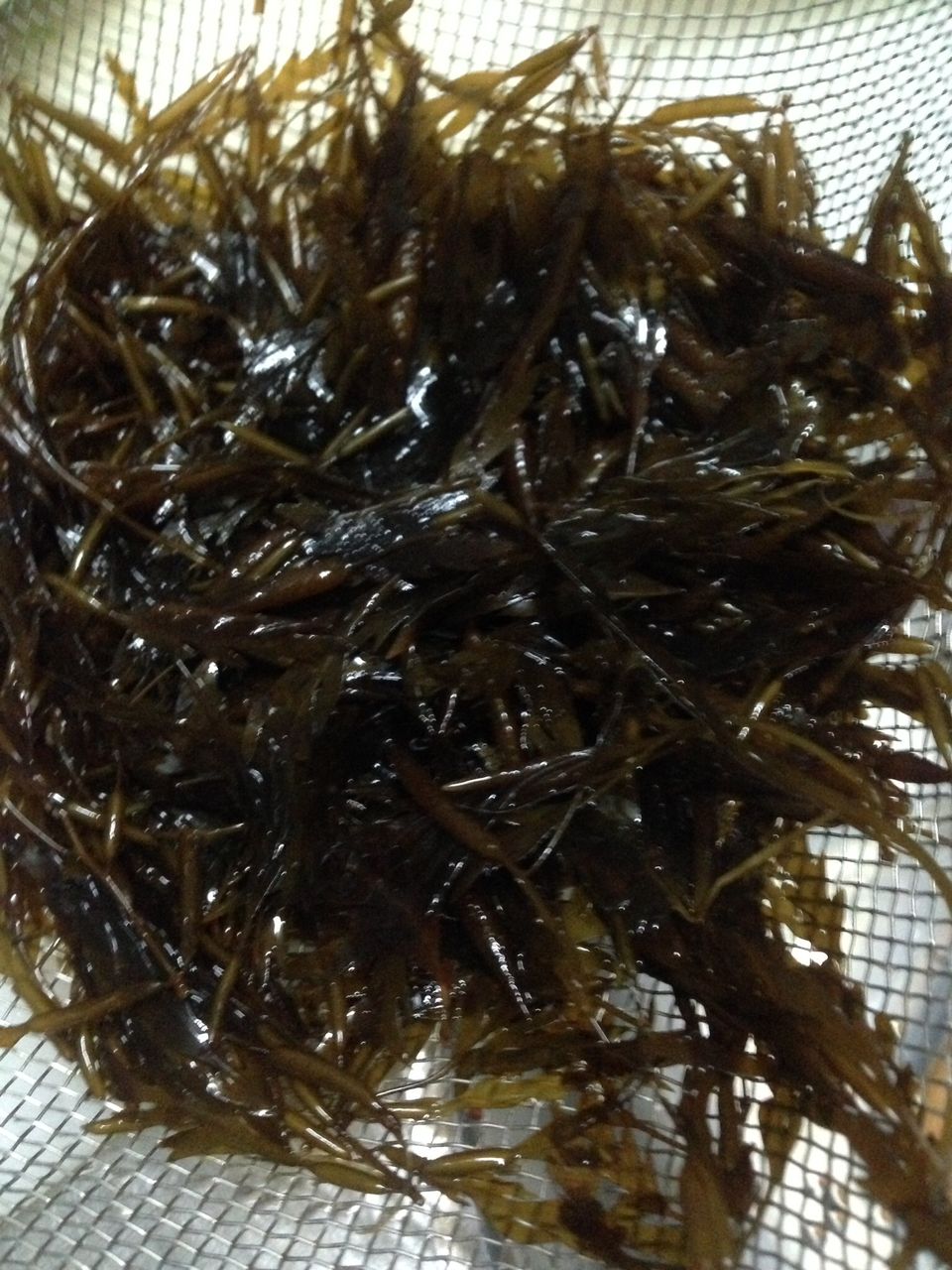 な が も って知ってる 佐渡でとれる海藻は何種類あるのかなぁ 佐渡移住暮らし あれこれ な が も って知ってる 佐渡でとれる海藻は何種類あるのかなぁ 佐渡移住暮らし あれこれ