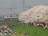 柳瀬川07桜-M10000系