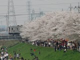 柳瀬川07桜-9000系