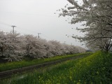 川越市大仙波07桜