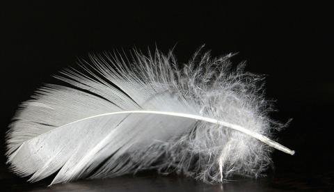feather-1228678_1280