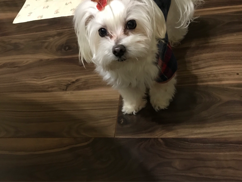 れい らな りん れな 18年02月19日