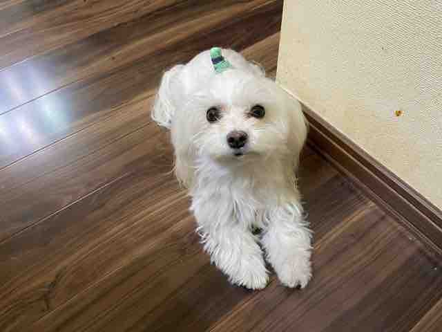 れい らな りん れな 細い便