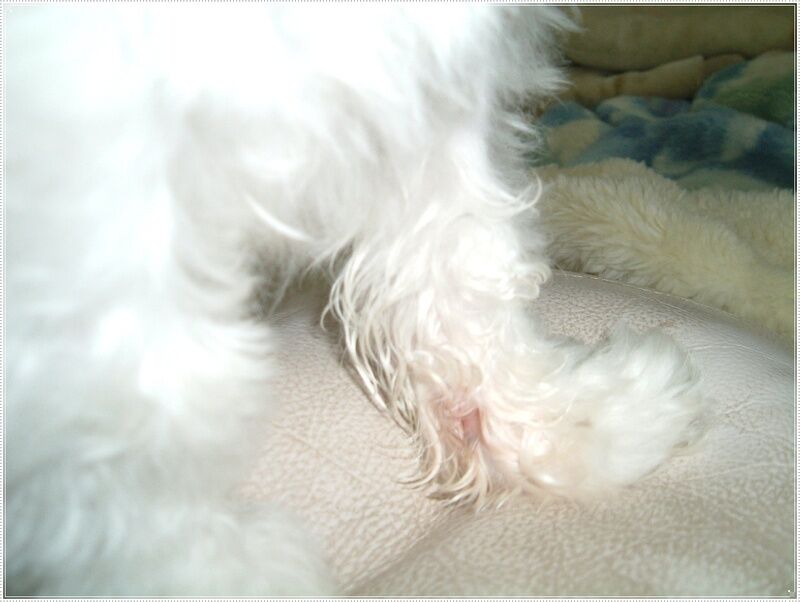 れい らな りん れな 半放置犬 りんくん 狼爪が腫れた れい らな りん れな 半放置犬 りんくん 狼爪が腫れた