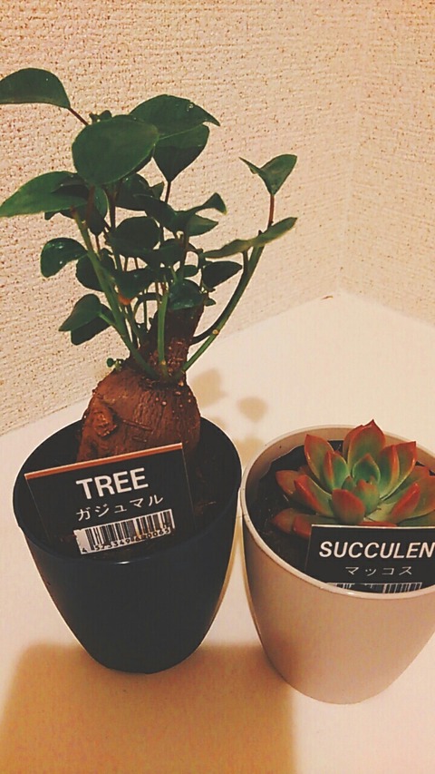 2021-02-12-11-33-18-548