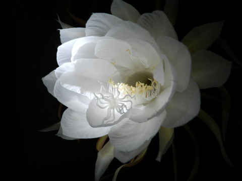 我が家の月下美人画像02