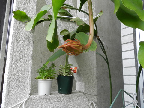 我が家の月下美人画像01