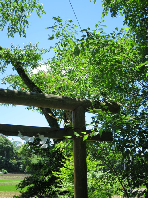 咳嗽神社（しゃびきじんじゃ）画像