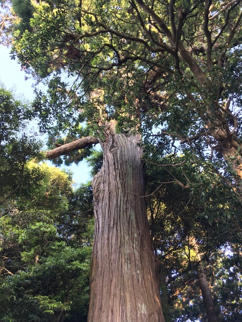 式内社・老尾神社(おいおじんじゃ)画像