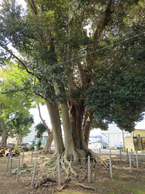 式内社・阿彌神社(あみじんじゃ)画像