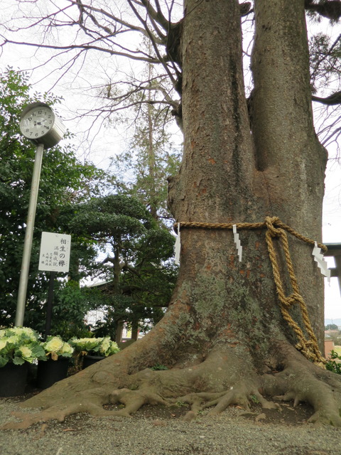 【相模国三宮】比々多神社（ひびたじんじゃ）