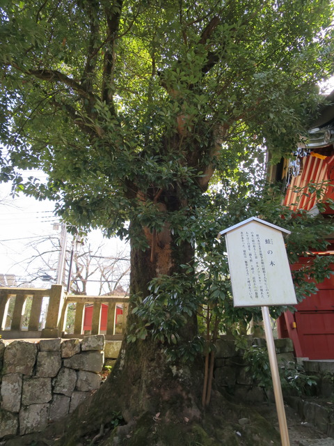 一之宮貫前神社（いちのみやぬきさきじんじゃ）