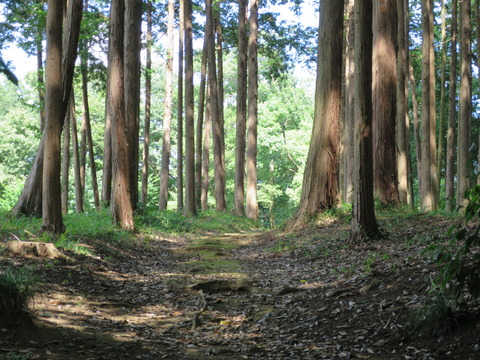 式内社・長幡部神社（ながはたべじんじゃ）画像