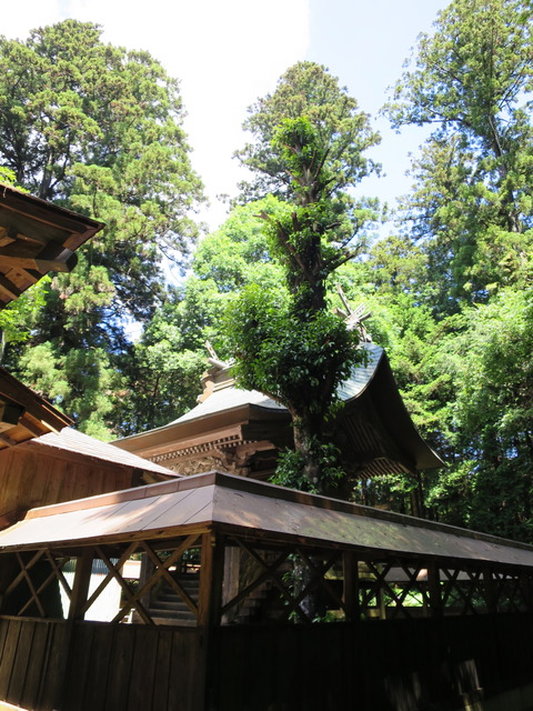式内社・大井神社(おおいじんじゃ)画像