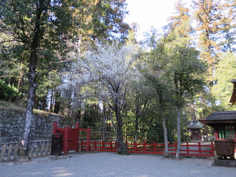 一之宮貫前神社（いちのみやぬきさきじんじゃ）