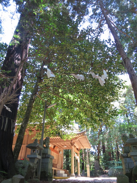 式内社・鴨大神御子神主玉神社(かもおおかみみこかみぬしたまじんじゃ)画像