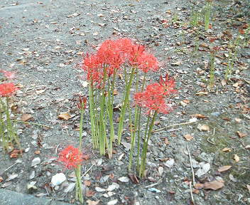 彼岸花 レキの徒然日記帳