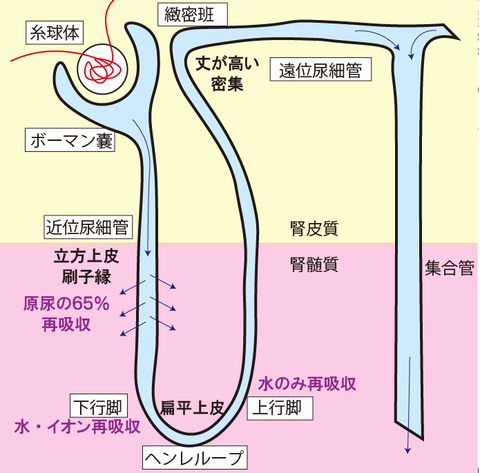 腎臓
