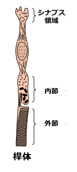 桿体細胞