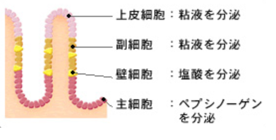 胃壁細胞内因子 | 壁細胞 胃体部 – YVRNNV