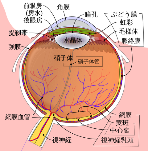 眼球
