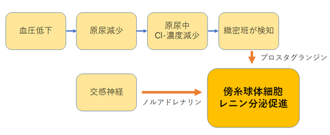 レニン分泌