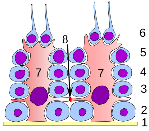 精子の分化