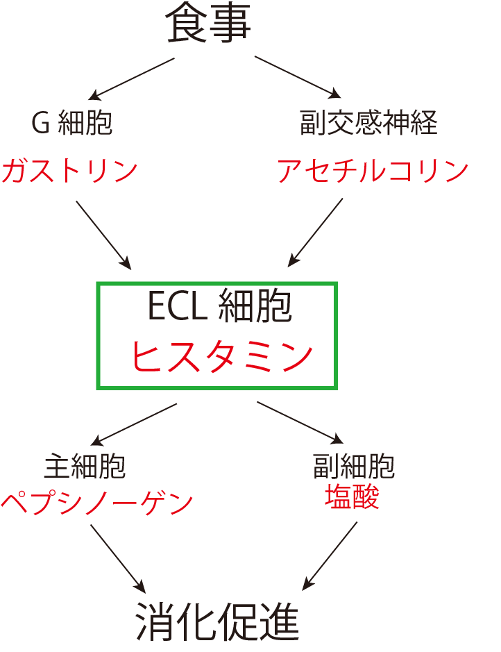 クロム親和性細胞