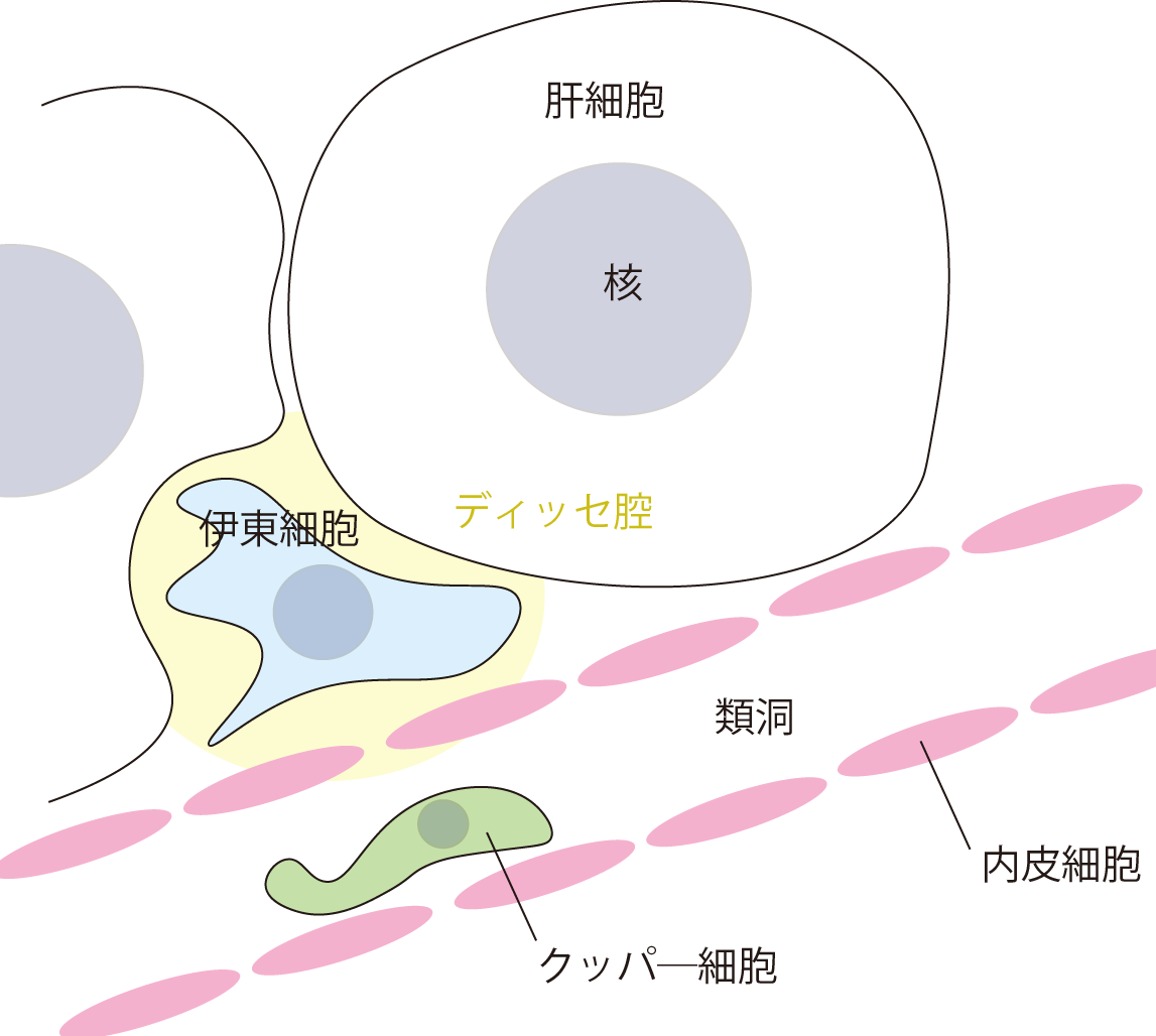 伊東細胞 ビタミンａを貯蔵する肝臓の細胞 ヒトの全細胞