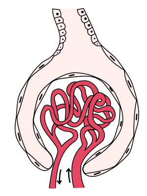 300px-Gray1130.svg